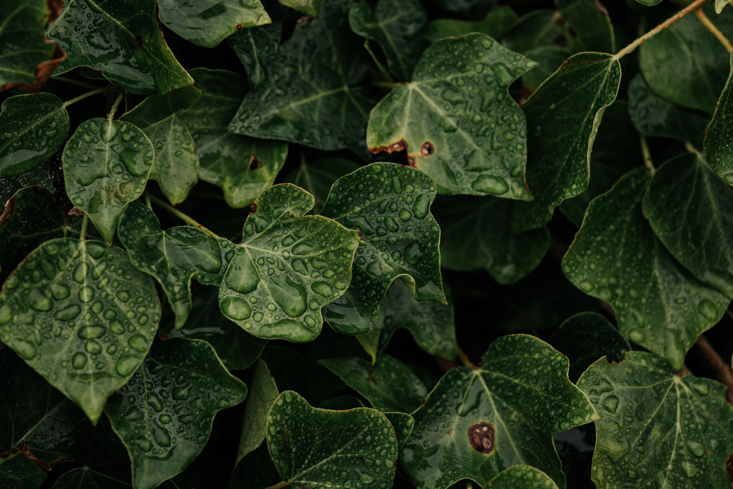 Goodness of Nature – Rootine Organics