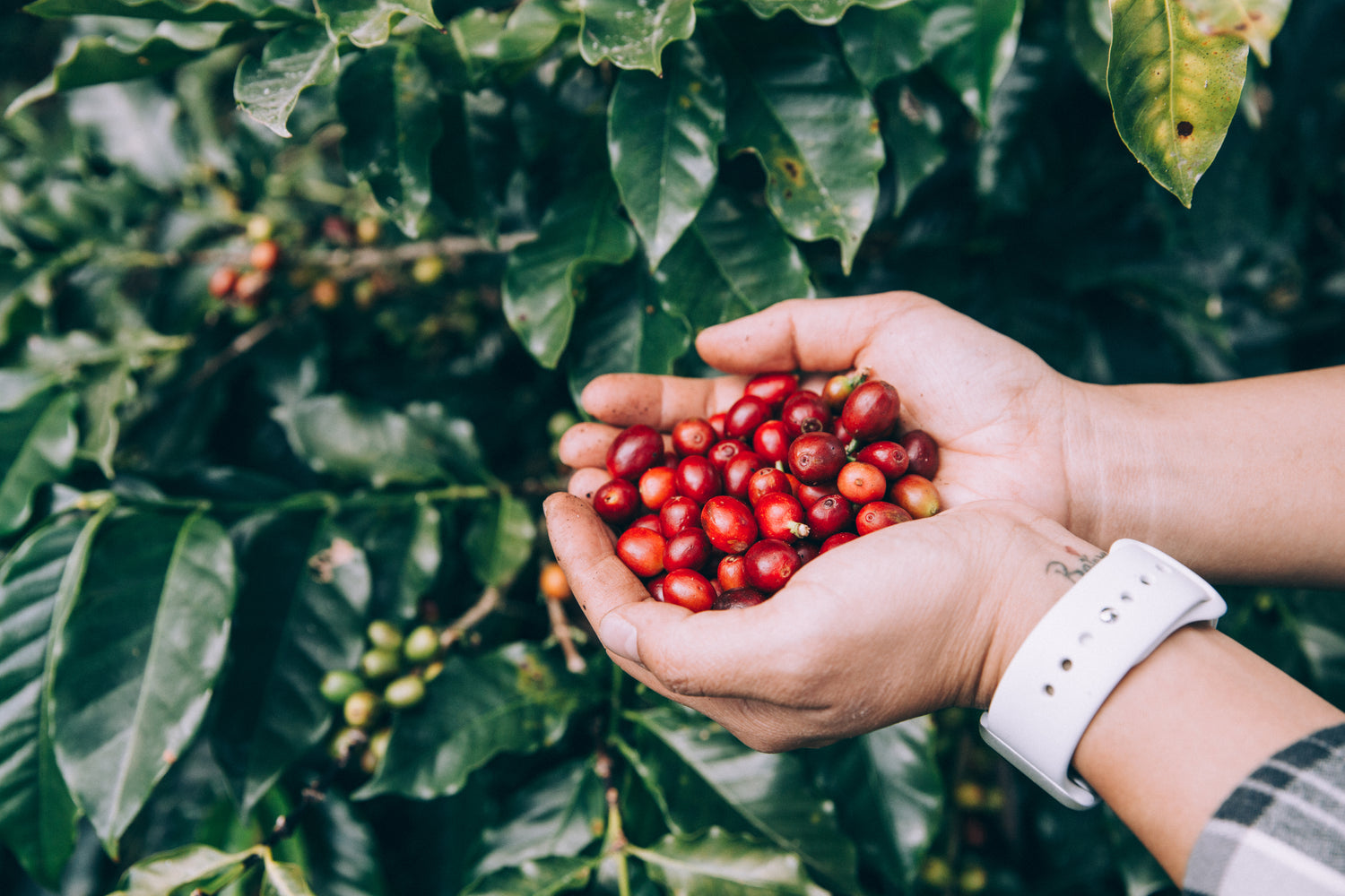Premium Ingredients – Rootine Organics