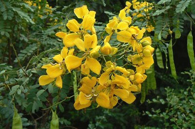 Cassia Augustifolia – Rootine Organics