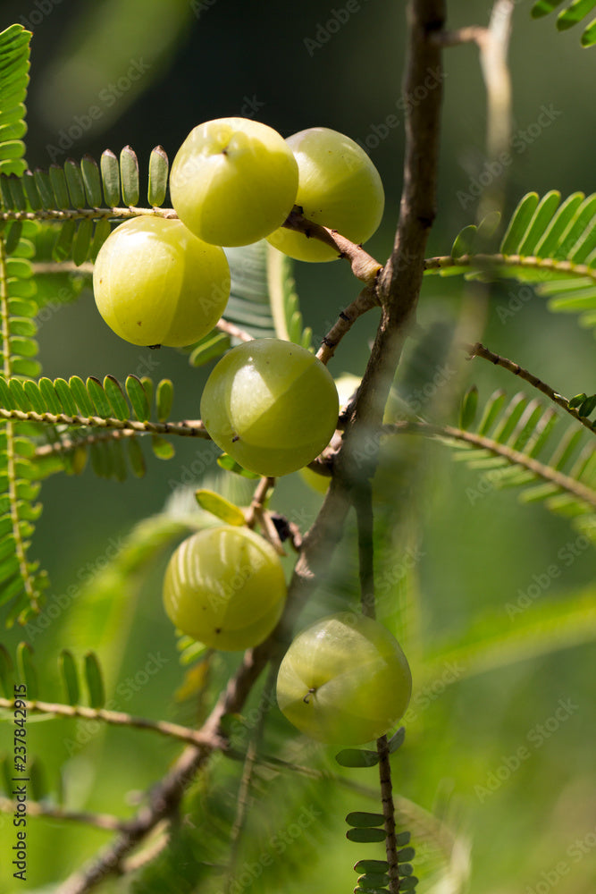 Emblica officinalis