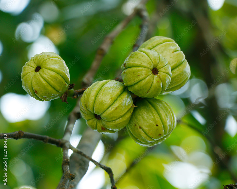 Garcinia cambogia