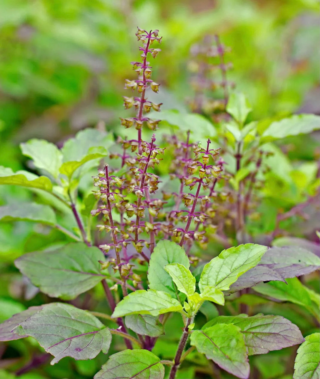 Ocimum Sanctum