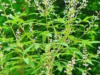 Vitex Negundo